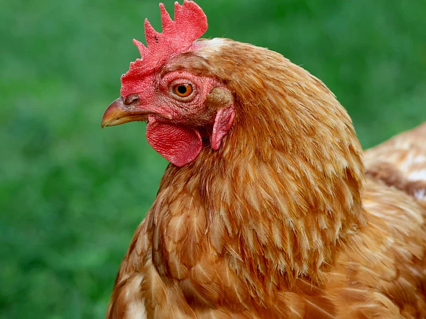 Gallinas ponedoras: cómo mantenerlas sanas y mejorar la postura