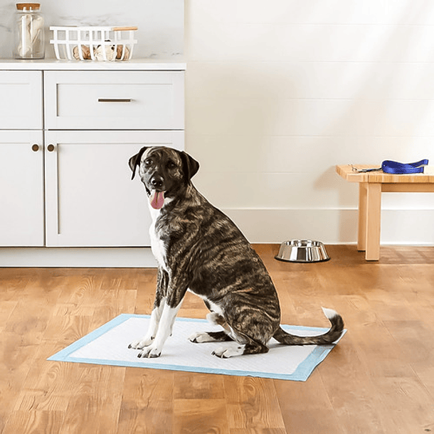 50 Pañales Tipo Sabanillas Mascotas Perros 45x60 Cms Aspor 11