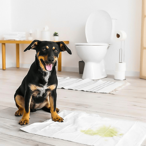 50 Pañales Tipo Sabanillas Mascotas Perros 45x60 Cms Aspor 12