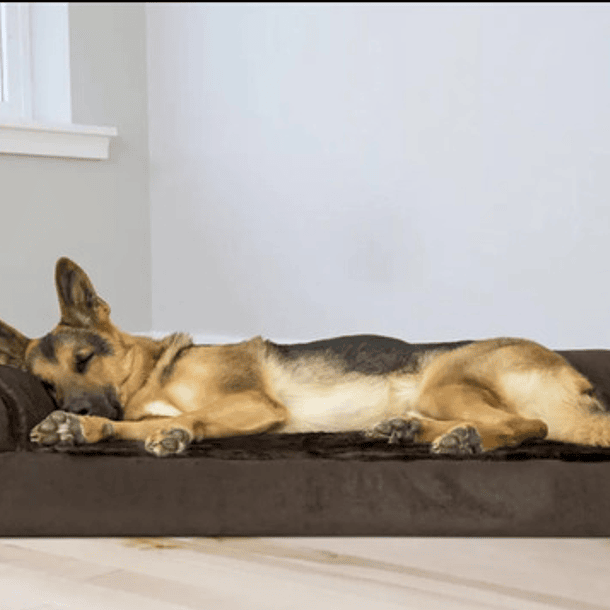 Cama Sofa Con Espuma Ortopedica Premium Xxl Mascotas Perros 11