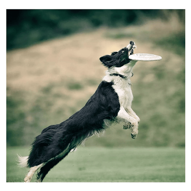 Juguete Disco Volador L Para Lanzamiento Artículo De Mascota 4