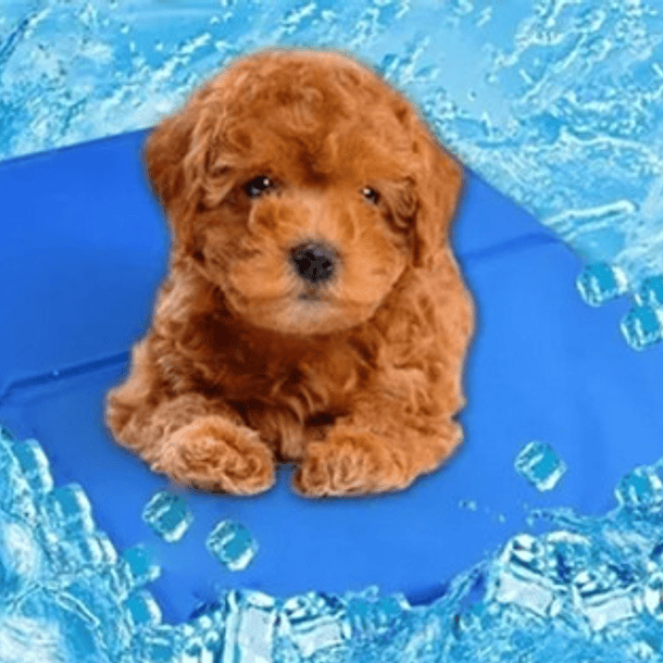 Manta Refrigerante Para Mascotas. Refrescante 6