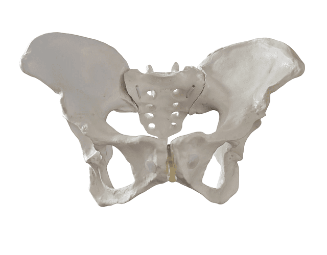 Kit Pelvis en Movimiento 