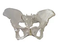 Kit Pelvis Movimiento Trabajo Parto Obstetricia