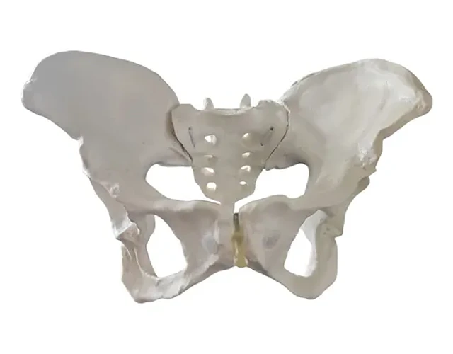 Kit Pelvis Movimiento Trabajo Parto Obstetricia