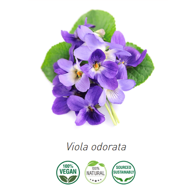 Aceite Violeta (Absoluto) 10 ml 100% Puro y Natural