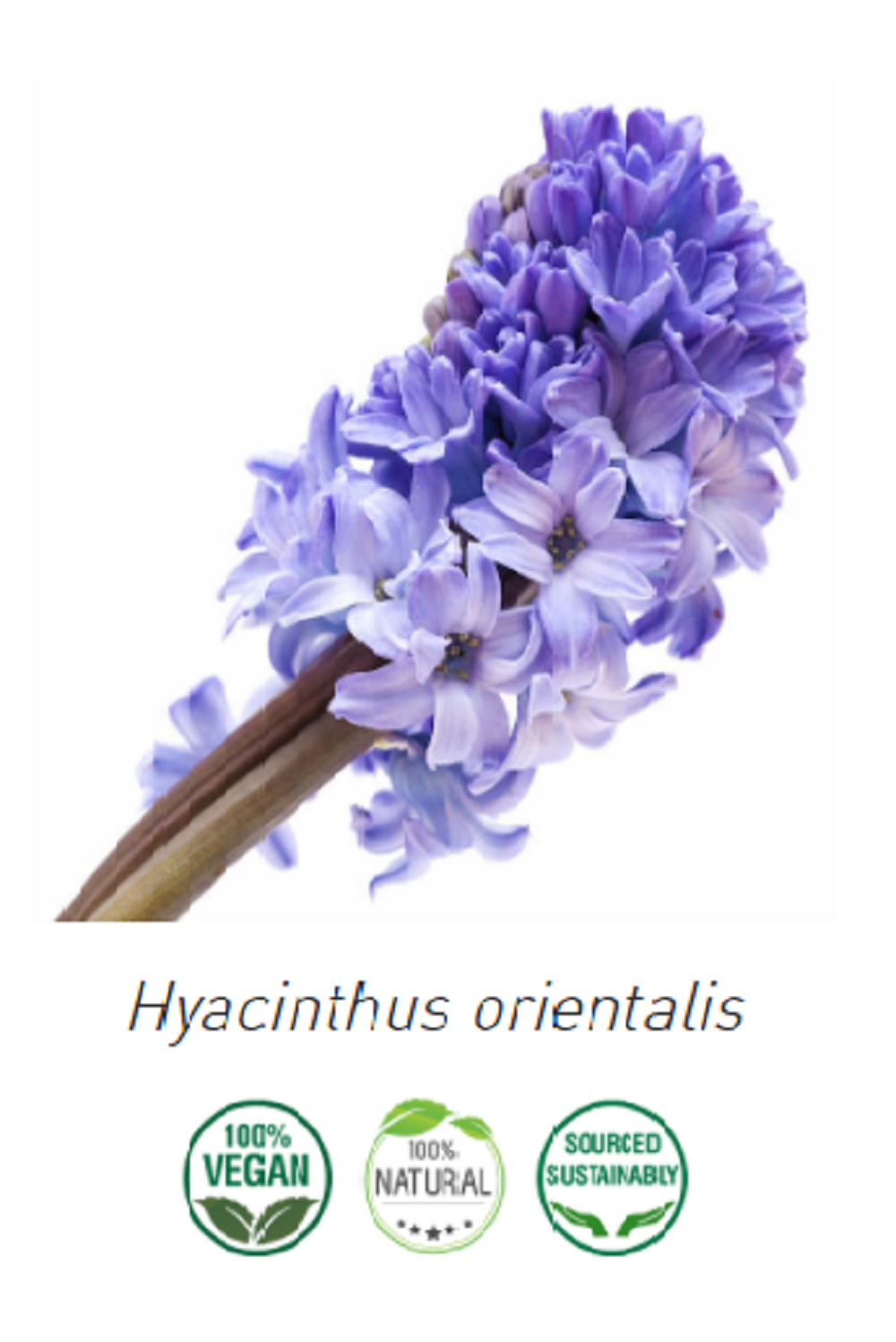 Aceite Jacinto NB: Jacinto orientalis