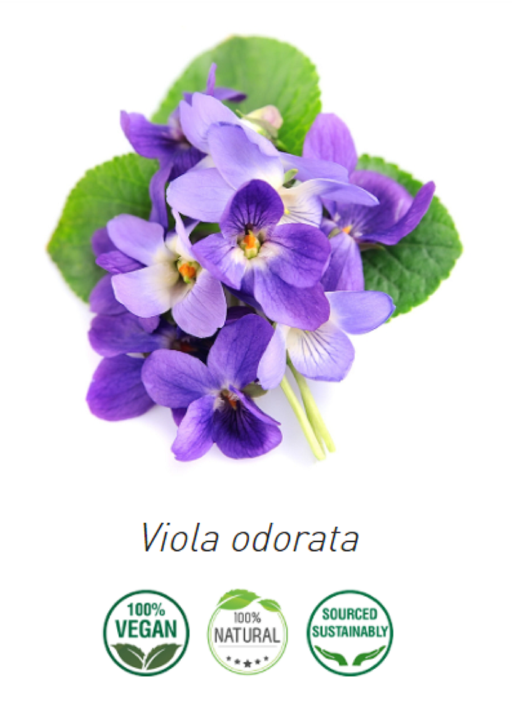 Aceite Violeta NB: Viola odorata