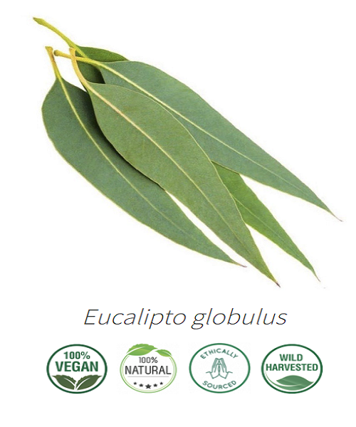 Aceite esencial de Eucalipto Globulus
