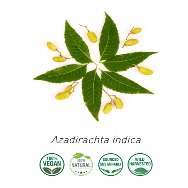 Aceite neem 10 ml (prensado en frio)