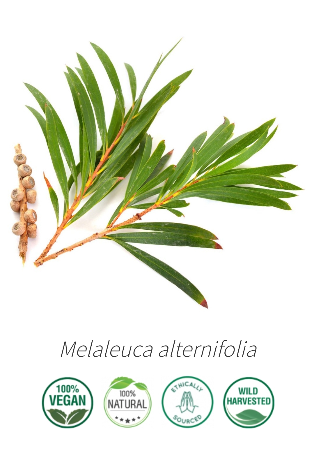 Aceite Esencial Goloka Masaje, Tea Tree