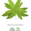 Aceite Verbena limón /Hierba Luisa (esencial) NB: Aloysia citriodora