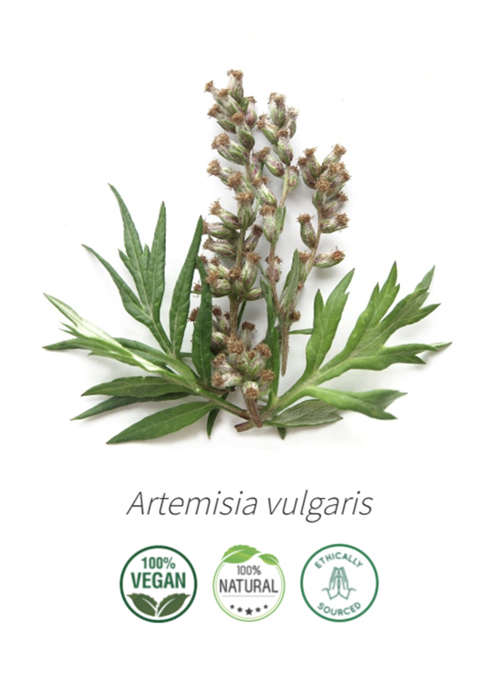 Aceite Artemisa (Esencial) NB:  Artemisia vulgaris L.
