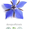 Aceite Borraja (prensado en frio) NB: Borago officinalis