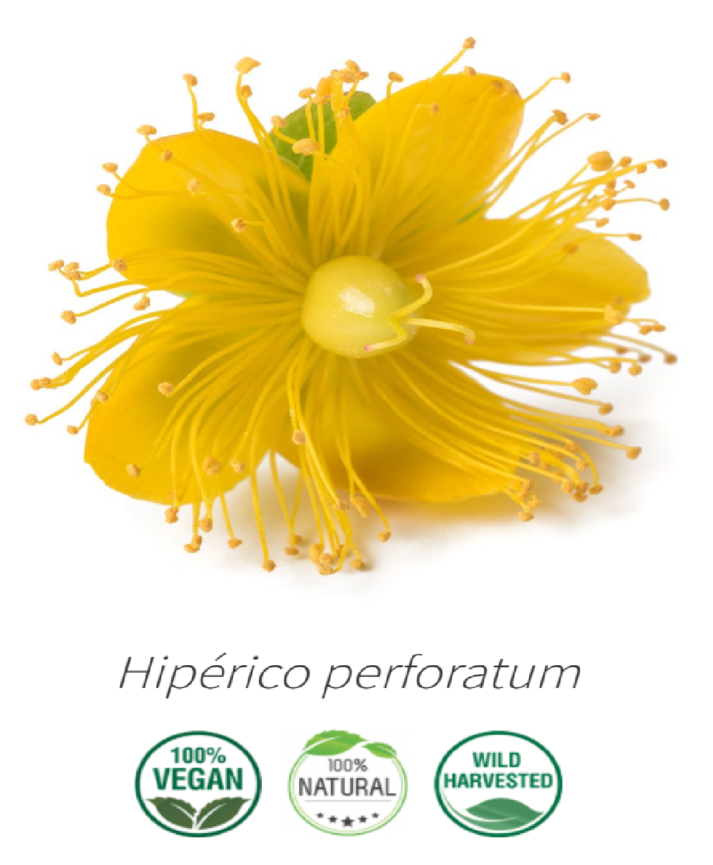 Extracto de Hipérico O Hierba De San Juan - 125ml