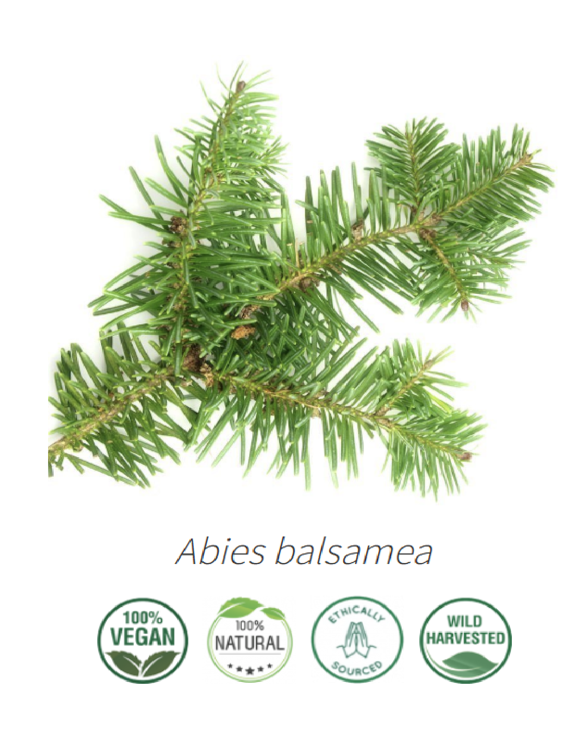Aceite Abeto Balsamico (esencial) NB: Abies balsamea