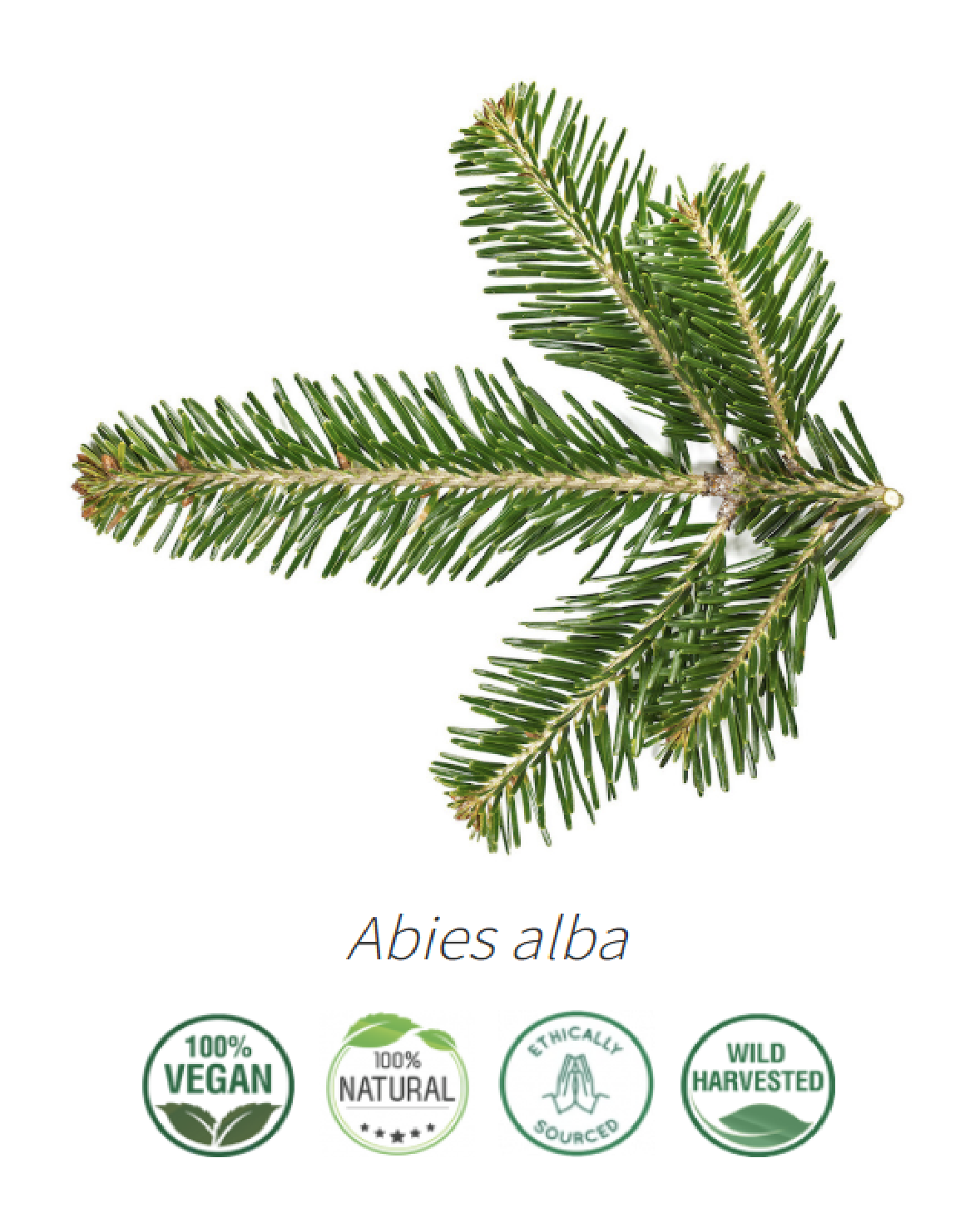 Aceite Agujas de Abeto Plateado (esencial) NB: Abies alba