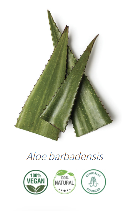 Aceite Aloe Vera (Infusión) NB: Aloe barbadensis