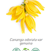 Aceite Ylang Ylang # 2 (Esencial) NB: Cananga odorata var. genuina