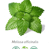 Aceite Melisa / Toronjil de Alemania (esencial)  NB: Melissa Officinalis