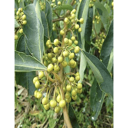 Aceite Verbena Exotica (esencial) NB: Litsea cubeba