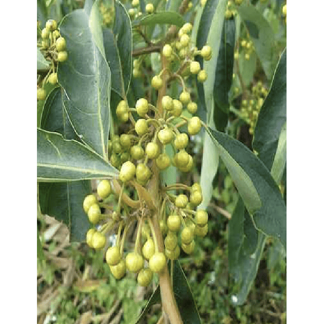 Aceite Verbena Exotica (esencial) NB: Litsea cubeba
