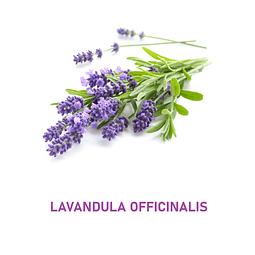 Aceite Lavanda Inglesa (Esencial) NB: Lavandula officinalis