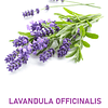 Aceite Lavanda Inglesa (Esencial) NB: Lavandula officinalis