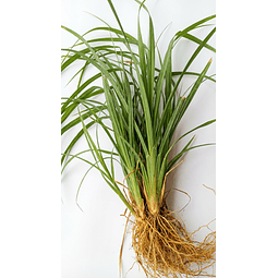 Aceite Vetiver (Esencial) NB: Vetivera Zinanoides