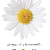 Aceite Manzanilla Alemana o Azul de Nepal (nuevo) (esencial) NB: Matricaria chamomilla