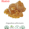 Aceite Copaiba 1 (esencial) NB: Copaifera officinalis