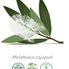 Aceite Cajeput  (Esencial) NB: Melaleuca Cajuputi