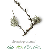 Aceite Musgo de roble (esencial) NB: Evernia Prunastri