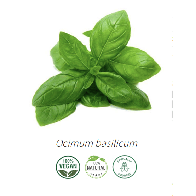 Aceite Albahaca (Esencial)  NB: Ocimum basilicum