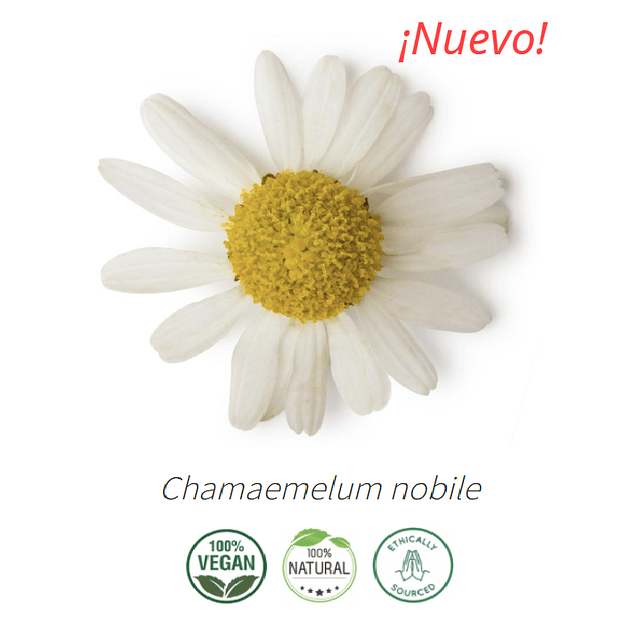 Aceite Manzanilla Romana o camomila (esencial) 10 ml NB: Chamaemelum nobile