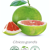 Aceite Pomelo (Esencial) NB: Citrus grandis