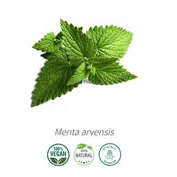 Aceite Menta de Campo / Silvestre / Japonesa / Maiz  (esencial) NB: Menta Arvensis