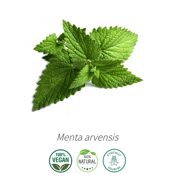 Aceite Menta de Campo / Silvestre / Japonesa / Maiz  (esencial) NB: Menta Arvensis