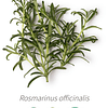 Aceite Extracto Co2 Romero NB: Rosmarinus officinalis L. ct cineole