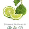 Aceite Bergamota de Calabria (nuevo) Sin Bergapteno (esencial) NB: Citrus aurantium bergamia