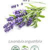 Aceite Extracto Co2 Lavanda   NB: 