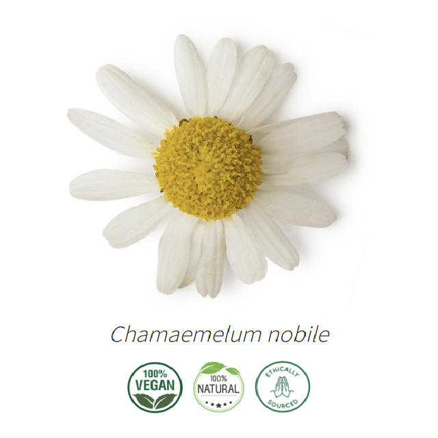 Aceite Manzanilla Romana o Camomila (esencial) 10 ml NB: Chamaemelum nobile