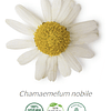 Aceite Manzanilla Romana o Camomila (esencial) 10 ml NB: Chamaemelum nobile
