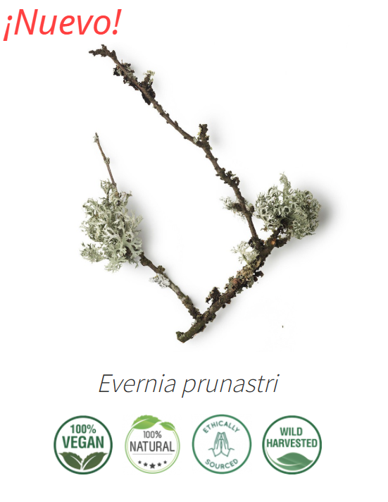 Aceite Absoluto Musgo de roble NB: Evernia Prunastri 10 ml
