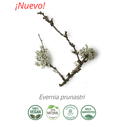 Aceite absoluto Musgo de roble NB: Evernia Prunastri 10 ml