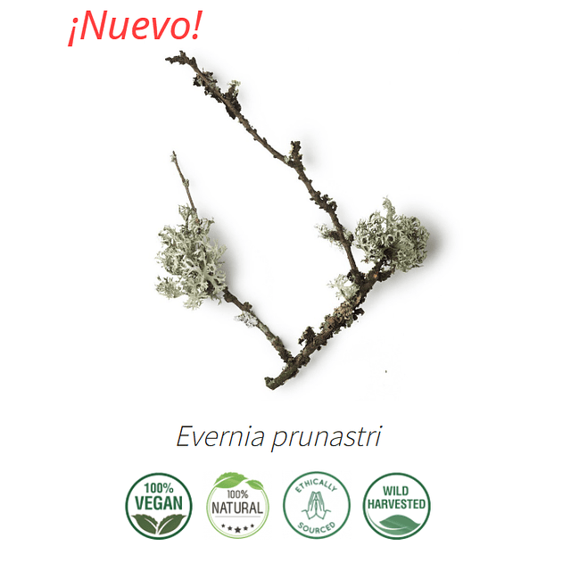 Aceite absoluto Musgo de roble NB: Evernia Prunastri 10 ml