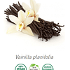 Aceite Absoluto Vainilla NB: Vainilla planifolia