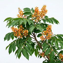 Aceite Balsamo del Peru (esencial) 10 ml NB: Myroxylon Balsamum