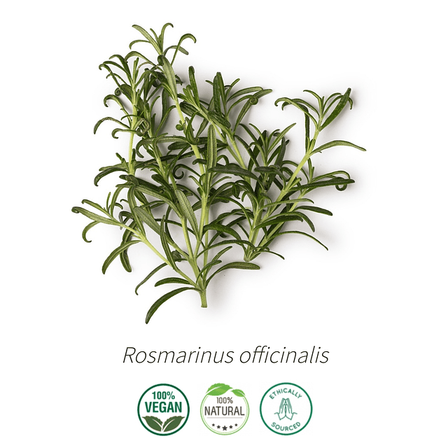 Aceite Romero Alcanfor (esencial) NB: Rosmarinus officinalis Camphor