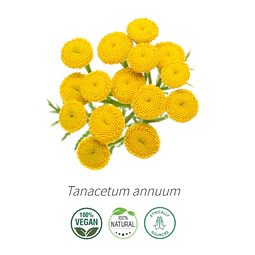 Aceite Tanaceto Azul  (esencial)  INCI: Tanacetum annuum